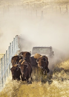 Images Dated 5th October 2009: USA, North America, Montana