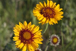 Images Dated 9th July 2010: USA, North America, Montana