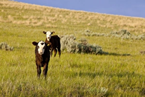 Images Dated 7th June 2010: USA, North America, Montana