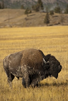 Images Dated 22nd September 2009: USA, North America, Montana