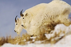 Images Dated 9th November 2011: USA, North America, Montana