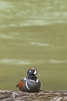 USA, North America, Montana