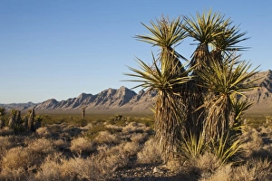 Images Dated 7th July 2009: USA, North America, Nevada