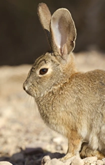 USA, North America, Nevada