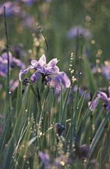 USA, North America, New Hampshire