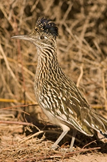 USA, North America, New Mexico
