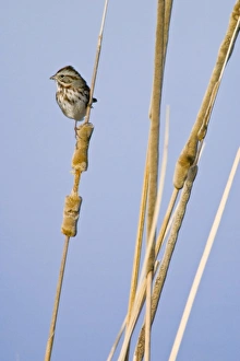 USA, North America, New Mexico