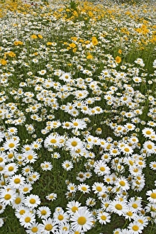 USA, North America, North Carolina