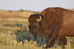 USA, North America, North Dakota