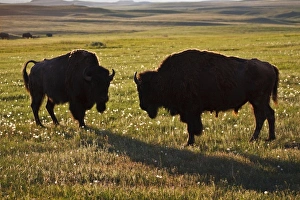 Images Dated 9th June 2009: USA, North America, North Dakota