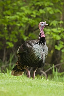 USA, North America, Oregon
