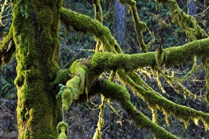 Images Dated 1st February 2011: USA, North America, Oregon