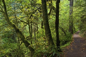 Images Dated 10th September 2005: USA, North America, Oregon