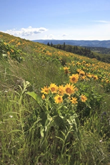 Images Dated 24th May 2011: USA, North America, Oregon