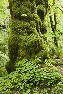 Images Dated 24th May 2010: USA, North America, Oregon