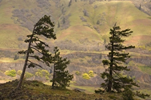 Images Dated 24th April 2008: USA, North America, Oregon
