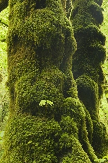 Images Dated 24th May 2010: USA, North America, Oregon