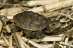 USA, North America, Pennsylvania