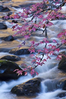 Tennessee Prints: USA; North America, Smoky Mountains National Park; Fall foliage at a mountain stream