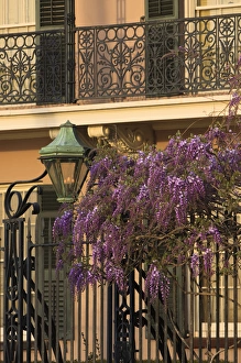 Wrought Iron Prints: USA, North America, South Carloina; Charleston. Westeria growing on the fence of