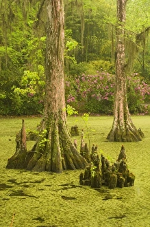 Images Dated 8th April 2006: USA, North America, South Carolina