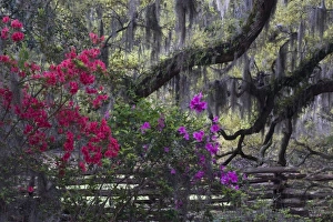 USA, North America, South Carolina