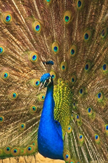 Images Dated 1st April 2016: USA; North America; South Carolina; Charleston; Male peacock strutting in breeding