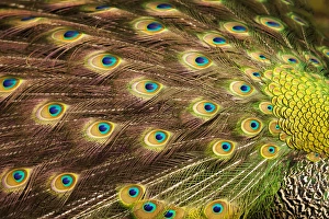 Images Dated 1st April 2016: USA; North America; South Carolina; Charleston; Peacock feathers during breeding season