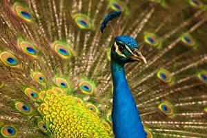 Images Dated 1st April 2016: USA; North America; South Carolina; Charleston; Peacock feathers during breeding season