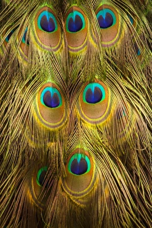 Images Dated 1st April 2016: USA; North America; South Carolina; Charleston; Peacock feathers during breeding season
