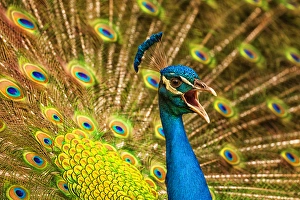 Plumage Prints: USA; North America; South Carolina Charleston; Vocal Peacock in breeding plumage