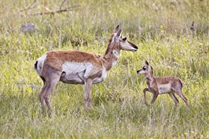 USA, North America, South Dakota