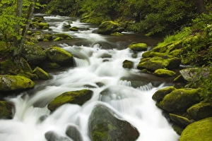 Images Dated 18th April 2012: USA; North America; Tennesse; Stream at Roaring Fork Motor Trail in the Smokies