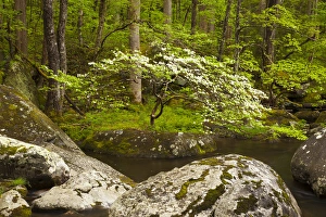 Dogwood Prints: USA; North America; Tennessee; Great Smoky Mountain NP; Dogwood tree on the bank