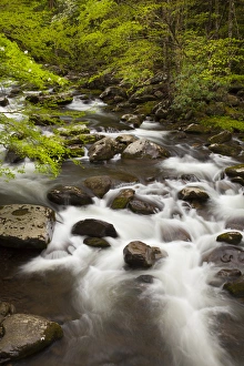 Tennessee Prints: USA; North America; Tennessee; Great Smoky Mountain NP; Little River cascading over