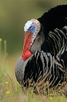 USA, North America, Texas
