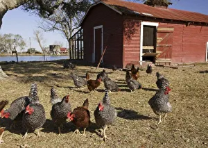 Images Dated 22nd February 2009: USA, North America, Texas
