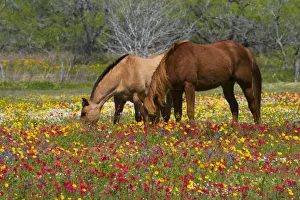 USA, North America, Texas