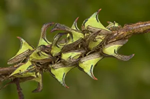 USA, North America, Texas