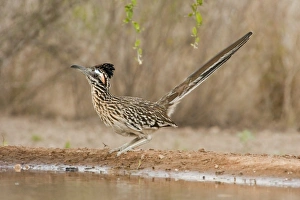 USA, North America, Texas