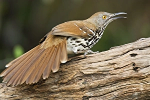 USA, North America, Texas