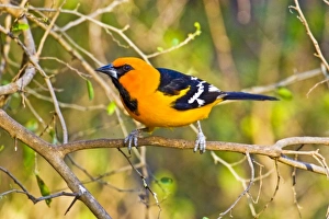 USA, North America, Texas
