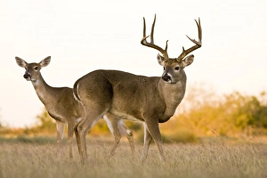 USA, North America, Texas