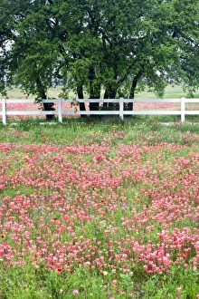 USA, North America, Texas
