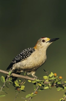 USA, North America, Texas