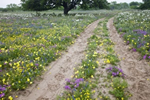Images Dated 7th April 2010: USA, North America, Texas