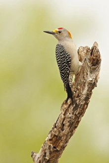 USA, North America, Texas