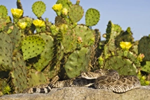 USA, North America, Texas