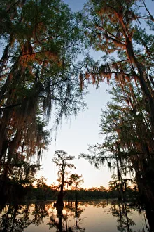Bald Cypress Prints: USA, North America, Texas