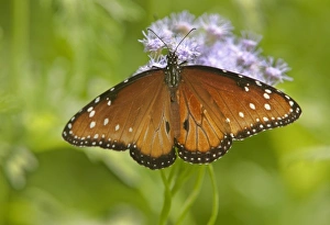 USA, North America, Texas